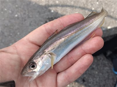 Hvilling (Merlangius merlangus) Fanget ved medefiskeri.  Vestjylland, Thorsminde (Havn / mole) hvillingefiskeri, sild, børsteorm, sandorm, spidse, tænder