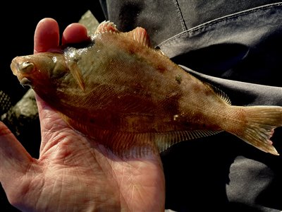 Ising (Limanda limanda) Fanget ved medefiskeri. 
Denne ising blev genudsat. Nordjylland, (sted ikke oplyst) (Havn / mole) isingefiskeri, sild, børsteorm, kræsen, sandigle, sandorm, hornfisk