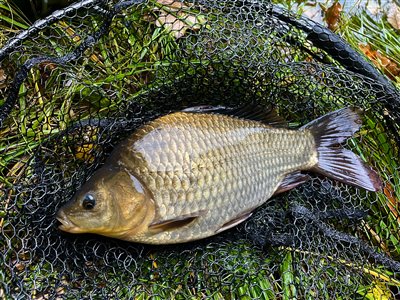 Karusse (Carassius carassius) Fanget ved medefiskeri. Hybrid
Denne karusse blev genudsat. Østjylland, (sted ikke oplyst) (Sø / mose) karussefiskeri, regnorm, stor