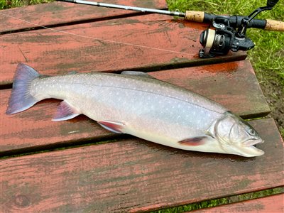 Kildeørred / fjeldørred / brødding / rødding (Salvelinus fontinalis, salvelinus alpinus) Fanget ved medefiskeri. Dette er en Brødding
Denne kildeørred / fjeldørred / brødding / rødding blev hjemtaget. Syd- og Sønderjylland, (sted ikke oplyst) (Put & Take) kildeørredfiskeri, fjeldørredfiskeri, dambrug, put and take,