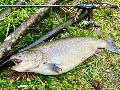 Kildeørred / fjeldørred / brødding / rødding (Salvelinus fontinalis, salvelinus alpinus) Fanget ved spinnefiskeri. 
Denne kildeørred / fjeldørred / brødding / rødding blev hjemtaget. Østjylland, Pinds Mølle (Put & Take) kildeørredfiskeri, fjeldørredfiskeri, dambrug, put and take,