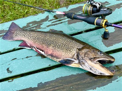 Kildeørred / fjeldørred / brødding / rødding (Salvelinus fontinalis, salvelinus alpinus) Fanget ved spinnefiskeri. 
Denne kildeørred / fjeldørred / brødding / rødding blev hjemtaget. Syd- og Sønderjylland, (sted ikke oplyst) (Put & Take) kildeørredfiskeri, fjeldørredfiskeri, dambrug, put and take,