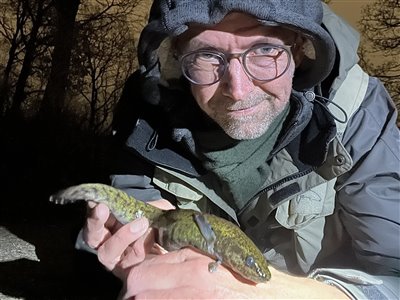 Knude (Lota lota) Fanget ved medefiskeri. Det blev til yderligere en som var lidt mindre
Denne knude blev genudsat. Vest- og Sydsjælland, (sted ikke oplyst) (Å / bæk) knudefiskeri, isfiskeri, vinter