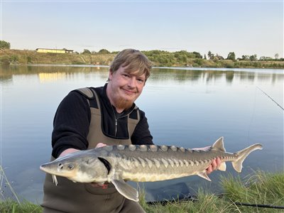 Kortsnudet stør (Acipenser brevirostrum) Fanget ved medefiskeri.  Fyn og øerne, (sted ikke oplyst) (Sø / mose) kortsnudet størfiskeri