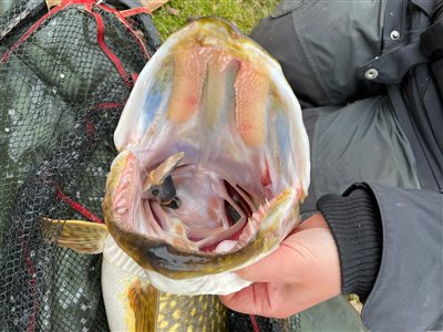 Krogen sad lidt dybt, men da det var en enkeltkrog, kunne den hurtigt løsnes fra geddens mund.