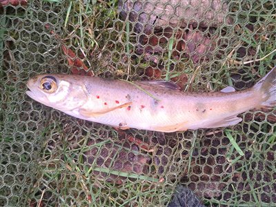 Laks (Salmo salar) Fanget ved medefiskeri. 
Denne laks blev genudsat. Østjylland, (sted ikke oplyst) (Å / bæk) laksefiskeri, å, spinner, blink, flue