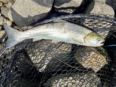 Laks (Salmo salar) Fanget ved spinnefiskeri. En lille fin saltvandslaks
Denne laks blev genudsat. Vestjylland, (sted ikke oplyst) (Kyst) laksefiskeri, å, spinner, blink, flue