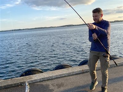 Makrel (Scomber scombrus) Fanget ved pirkefiskeri. 3 makreller 
Længste 35cm - mindste 30cm Syd- og Sønderjylland, Fredericia Havn (Havn / mole) makrelfiskeri, makrelforfang, flue, flådfiskeri, minitun