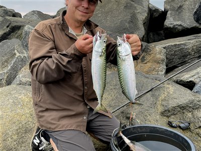 Makrel (Scomber scombrus) Fanget ved spinnefiskeri. Et par gode store makreller fra Thorsminde. Vestjylland, Thorsminde (Havn / mole) makrelfiskeri, makrelforfang, flue, flådfiskeri, minitun