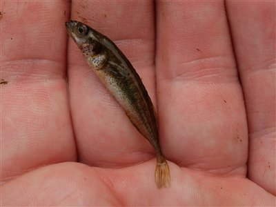 Nipigget hundestejle (Pungitius pungitius) Fanget ved medefiskeri.  Østjylland, (sted ikke oplyst) (Sø / mose) hundestejlefiskeri, pigger, hårdfør