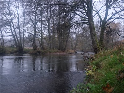 Ormefiskeri i Gudenåen.