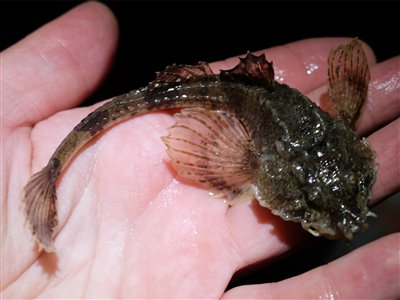 Panserulk (Agonus cataphractus) Fanget ved medefiskeri.  Østjylland, Lillebælt (Kyst) panserulkefiskeri, bundfisk