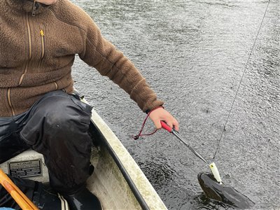 Popperfiskeri i silende regn. Her afkroges gedden i vandet.