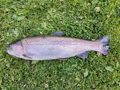 Regnbueørred (Oncorhynchus mykiss) Fanget ved medefiskeri.  Østjylland, Lundum Lystfiskersø (Put & Take) regnbueørredfiskeri, dambrug, put and take, flue, regnorm, powerbait