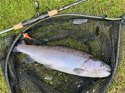 Regnbueørred (Oncorhynchus mykiss) Fanget ved medefiskeri. 
Denne regnbueørred blev hjemtaget. Syd- og Sønderjylland, (sted ikke oplyst) (Put & Take) regnbueørredfiskeri, dambrug, put and take, flue, regnorm, powerbait