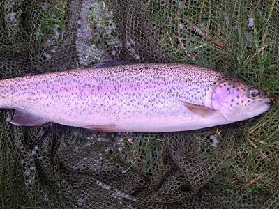 Regnbueørred (Oncorhynchus mykiss) Fanget ved medefiskeri. 
Denne regnbueørred blev genudsat. Østjylland, (sted ikke oplyst) (Fjord) regnbueørredfiskeri, dambrug, put and take, flue, regnorm, powerbait