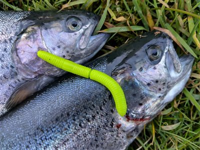 Regnbueørred (Oncorhynchus mykiss) Fanget ved spinnefiskeri.  Østjylland, Lundum Lystfiskersø (Put & Take) regnbueørredfiskeri, dambrug, put and take, flue, regnorm, powerbait