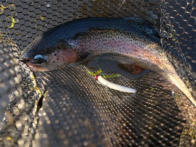 Regnbueørred (Oncorhynchus mykiss) Fanget ved spinnefiskeri.  Østjylland, Privat mose (Sø / mose) regnbueørredfiskeri, dambrug, put and take, flue, regnorm, powerbait