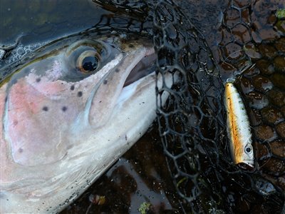 Regnbueørred (Oncorhynchus mykiss) Fanget ved spinnefiskeri.  Østjylland, Privat mose (Sø / mose) regnbueørredfiskeri, dambrug, put and take, flue, regnorm, powerbait