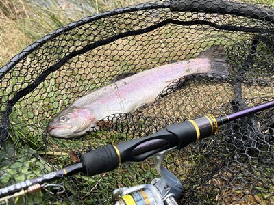 Regnbueørred (Oncorhynchus mykiss) Fanget ved spinnefiskeri. 
Denne regnbueørred blev hjemtaget. Syd- og Sønderjylland, (sted ikke oplyst) (Å / bæk) regnbueørredfiskeri, dambrug, put and take, flue, regnorm, powerbait