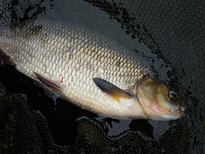 Rimte (Leuciscus idus) Fanget ved medefiskeri.  Østjylland, Gudenåen (Å / bæk) rimtefiskeri, brød