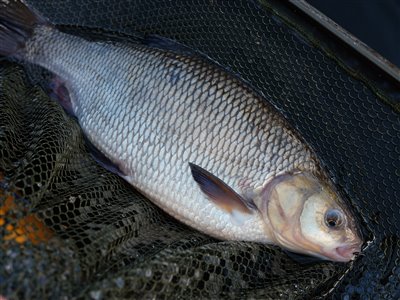 Rimte (Leuciscus idus) Fanget ved medefiskeri.  Østjylland, Gudenåen (Å / bæk) rimtefiskeri, brød