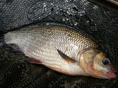 Rimte (Leuciscus idus) Fanget ved medefiskeri.  Østjylland, Gudenåen (Å / bæk) rimtefiskeri, brød