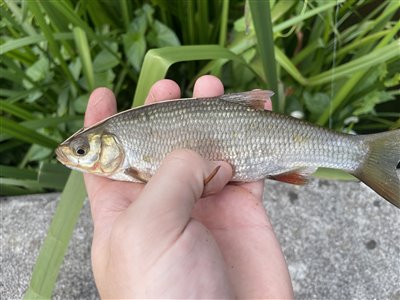 Rimte (Leuciscus idus) Fanget ved medefiskeri. 
Denne rimte blev genudsat.
En sprælsk lille rimte Nordsjælland, (sted ikke oplyst) (Å / bæk) rimtefiskeri, brød