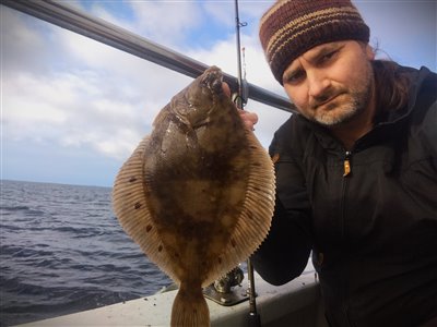 Rødspætte (Pleuronectes platessa) Fanget ved medefiskeri. 
Denne rødspætte blev hjemtaget. Fyn og øerne, Langelandsbæltet med MS Felix (Hav) rødspættefiskeri, øresund, børsteorm, fladfisk, djursland, glat