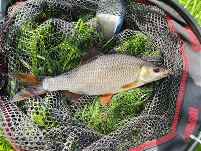 Rudskalle (Scardinius erythrophthalmus) Fanget ved isfiskeri.  Østjylland, (sted ikke oplyst) (Å / bæk) rudskallefiskeri, fredfisk, majs, brød