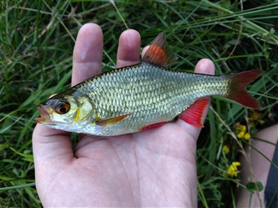 Rudskalle (Scardinius erythrophthalmus) Fanget ved medefiskeri.  Østjylland, privat sø (Sø / mose) rudskallefiskeri, fredfisk, majs, brød