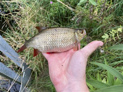 Rudskalle (Scardinius erythrophthalmus) Fanget ved medefiskeri. 
Denne rudskalle blev genudsat.
En ordentlig tyk skalle Nordsjælland, (sted ikke oplyst) (Å / bæk) rudskallefiskeri, fredfisk, majs, brød