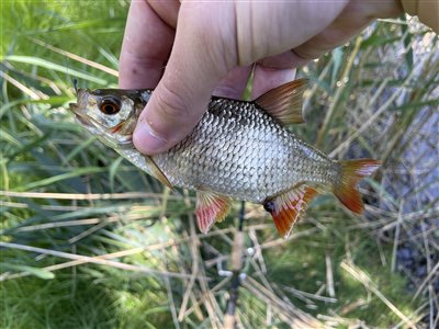 Rudskalle (Scardinius erythrophthalmus) Fanget ved medefiskeri. 
Denne rudskalle blev genudsat.
Lille rudskalle mellem grøden Nordsjælland, (sted ikke oplyst) (Sø / mose) rudskallefiskeri, fredfisk, majs, brød