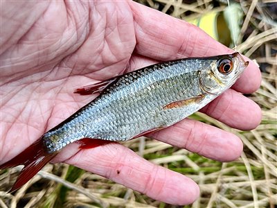 Rudskalle (Scardinius erythrophthalmus) Fanget ved medefiskeri. Der var næsten for mange af de rødfinnede
Denne rudskalle blev genudsat. Syd- og Sønderjylland, (sted ikke oplyst) (Sø / mose) rudskallefiskeri, fredfisk, majs, brød