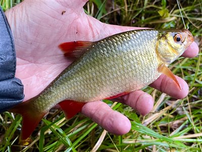 Rudskalle (Scardinius erythrophthalmus) Fanget ved medefiskeri. Ca 20 stk mellem 12 og 20 cm
Denne rudskalle blev genudsat. Østjylland, (sted ikke oplyst) (Sø / mose) rudskallefiskeri, fredfisk, majs, brød