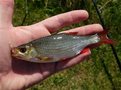 Rudskalle (Scardinius erythrophthalmus) Fanget ved medefiskeri.  Vestjylland, Nissum fjord (Fjord) rudskallefiskeri, fredfisk, majs, brød