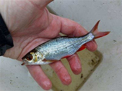 Rudskalle (Scardinius erythrophthalmus) Fanget ved medefiskeri.  Østjylland, (sted ikke oplyst) (Sø / mose) rudskallefiskeri, fredfisk, majs, brød