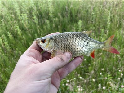 Rudskalle (Scardinius erythrophthalmus) Fanget ved medefiskeri. Rognfed rudskalle Nordsjælland, (sted ikke oplyst) (Sø / mose) rudskallefiskeri, fredfisk, majs, brød