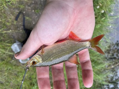 Rudskalle (Scardinius erythrophthalmus) Fanget ved medefiskeri. 
Denne rudskalle blev genudsat. Nordsjælland, (sted ikke oplyst) (Sø / mose) rudskallefiskeri, fredfisk, majs, brød