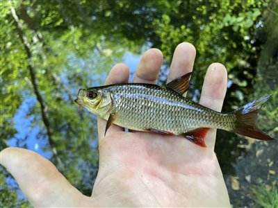 Rudskalle (Scardinius erythrophthalmus) Fanget ved medefiskeri. 
Denne rudskalle blev genudsat. Nordsjælland, (sted ikke oplyst) (Sø / mose) rudskallefiskeri, fredfisk, majs, brød