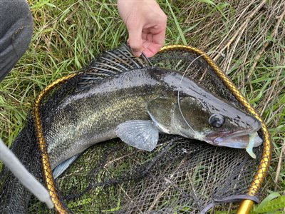 Sandart (Sander lucioperca) Fanget ved spinnefiskeri. 
Denne sandart blev genudsat.
En stor flot sandart fra åen Nordsjælland, (sted ikke oplyst) (Å / bæk) sandartfiskeri, wobler, agnfisk, blink