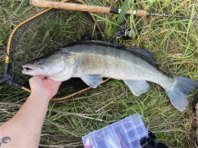 Sandart (Sander lucioperca) Fanget ved spinnefiskeri. 
Denne sandart blev genudsat.
PR fisk Nordsjælland, (sted ikke oplyst) (Å / bæk) sandartfiskeri, wobler, agnfisk, blink