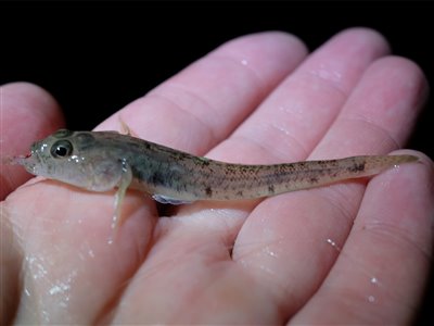 Sandkutling (Pomatoschistus minutus) Fanget ved medefiskeri.  Østjylland, Lillebælt (Kyst) sandkutlingefiskeri, lille, bundfisk