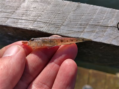 Sandkutling (Pomatoschistus minutus) Fanget ved medefiskeri.  Østjylland, Randers fjord (Fjord) sandkutlingefiskeri, lille, bundfisk