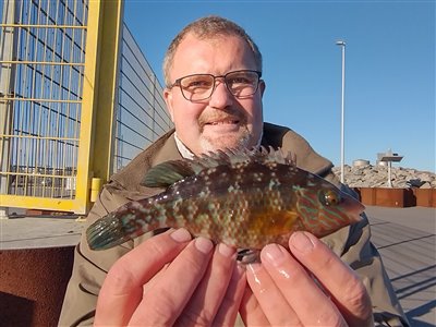 Savgylte (Symphodus melops) Fanget ved medefiskeri.  Nordjylland, (sted ikke oplyst) (Havn / mole) savgyltefiskeri, lille, krog