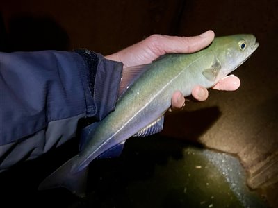 Sej / mørksej (Pollachius virens) Fanget ved medefiskeri. 
Denne sej / mørksej blev genudsat. Nordjylland, (sted ikke oplyst) (Havn / mole) sejfiskeri, djursland, fight, sildeforfang