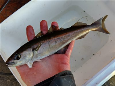 Sej / mørksej (Pollachius virens) Fanget ved medefiskeri.  Nordjylland, Skagen (Havn / mole) sejfiskeri, djursland, fight, sildeforfang