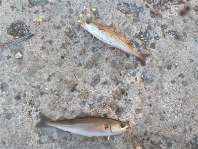 Sej / mørksej (Pollachius virens) Fanget ved spinnefiskeri. To sej tog hver sin sildeflue. De var nok 25 og 35 cm.

Dette er min første sej / mørksej.
Denne sej / mørksej blev genudsat. Østjylland, Grenaa Havn (Havn / mole) sejfiskeri, djursland, fight, sildeforfang