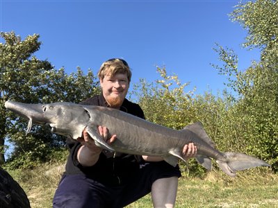 Sibirisk stør (Acipenser baerii) Fanget ved medefiskeri.  Fyn og øerne, (sted ikke oplyst) (Sø / mose) størfiskeri, put and take