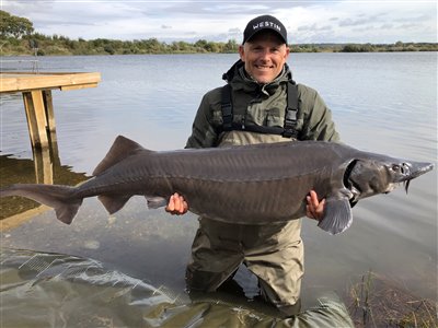 Sibirisk stør (Acipenser baerii) Fanget ved medefiskeri. 
Denne sibirisk stør blev genudsat. Vest- og Sydsjælland, Nordvestsjællands Fiskepark (Put & Take) størfiskeri, put and take